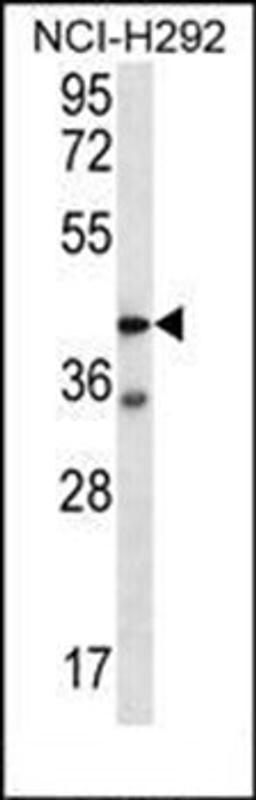 Western blot analysis of NCI-H292 cell line lysates (35ug/lane) using F2RL2 antibody (N-term)