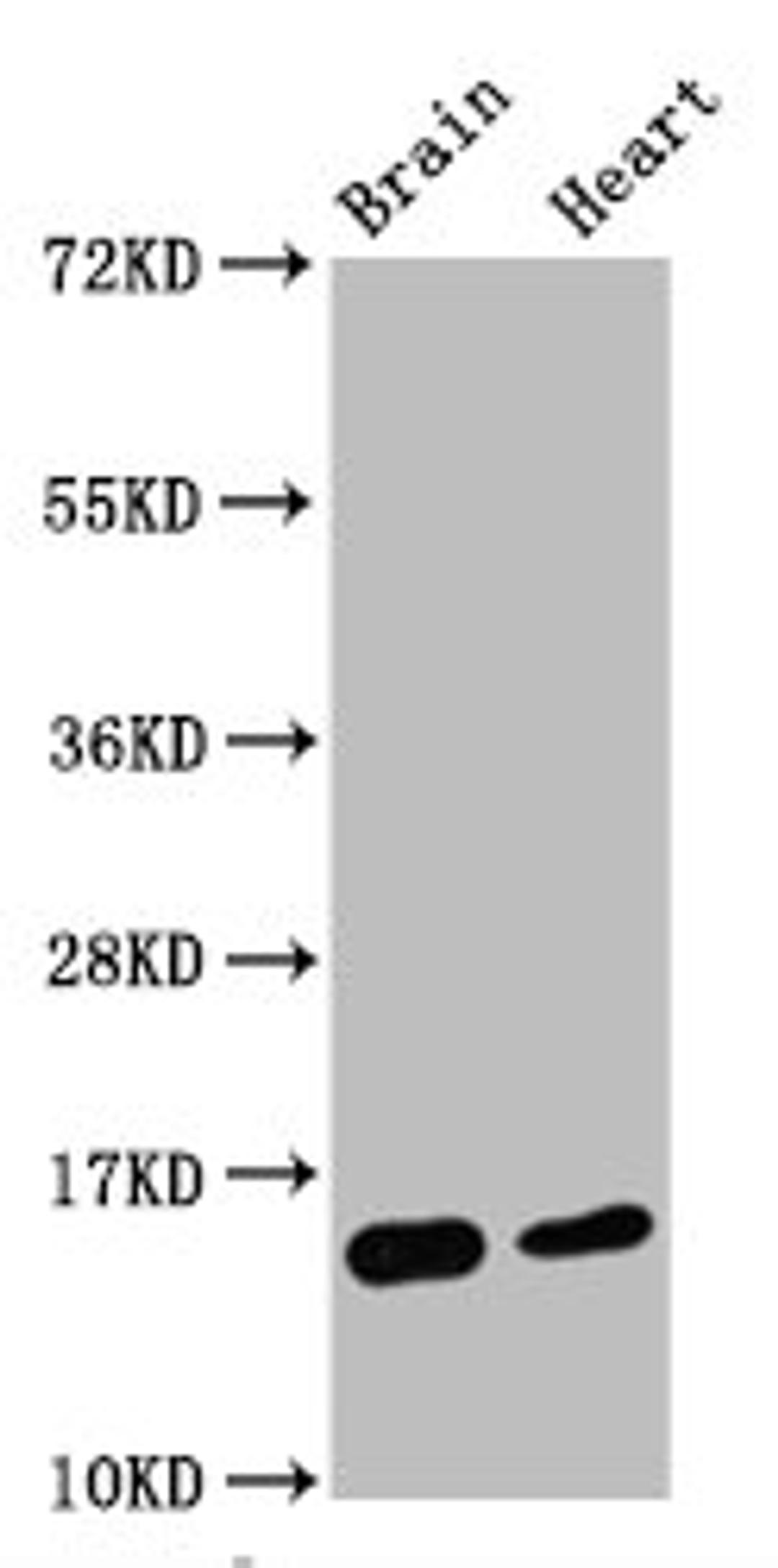 Western Blot. Positive WB detected in Mouse brain tissue,Mouse heart tissue. All lanes Di-methyl-Histone H3.1(K4)antibody at 0.55μg/ml. Secondary. Goat polyclonal to rabbit IgG at 1/50000 dilution. Predicted band size: 15 KDa. Observed band size: 15 KDa.