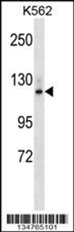 Western blot analysis in K562 cell line lysates (35ug/lane).