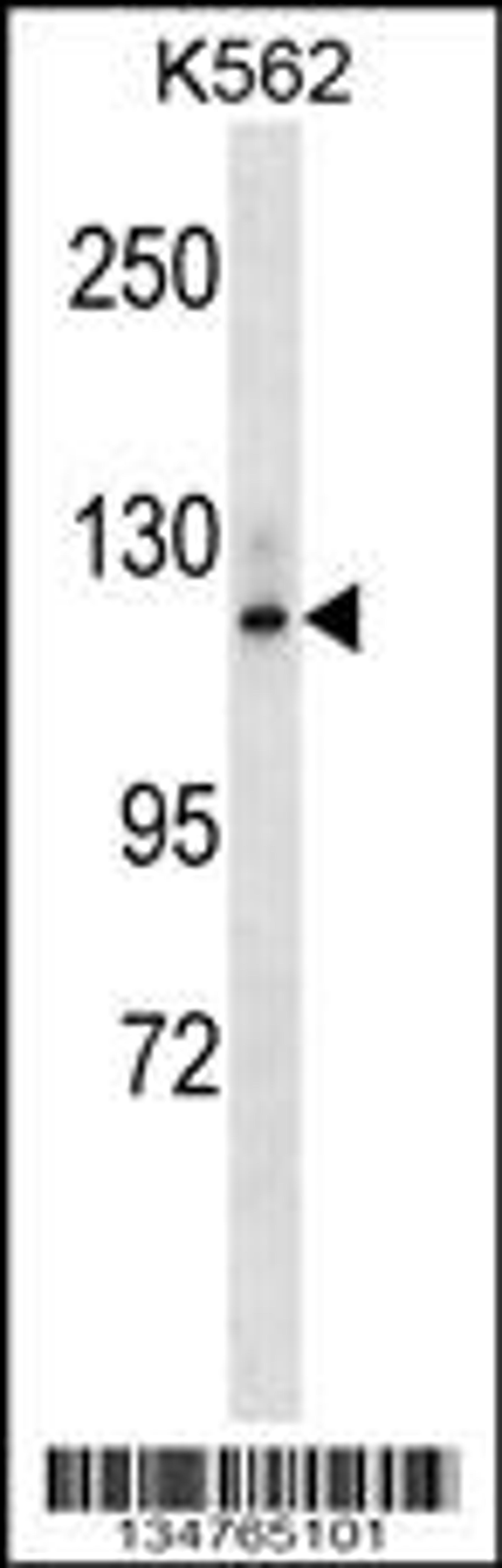 Western blot analysis in K562 cell line lysates (35ug/lane).