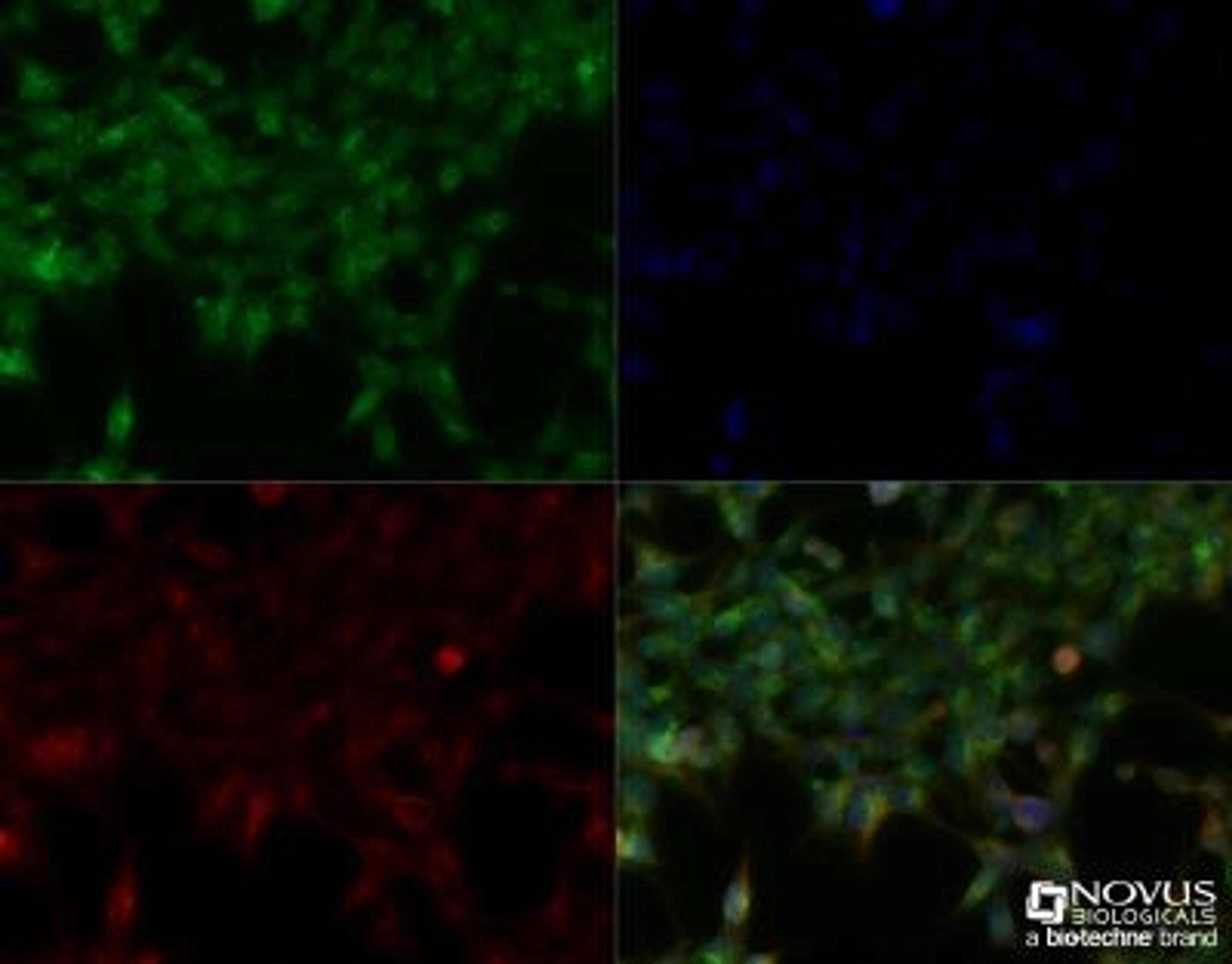 Immunocytochemistry/Immunofluorescence: OLFM4 Antibody [NBP2-24535] - Hek293 cells were fixed for 10 minutes using 10% formalin and then permeabilized for 5 minutes using 1X TBS + 0.5% Triton-X100. The cells were incubated with anti-OLFM4 (NBP2-24535) at a 1:200 dilution overnight at 4C and detected with an anti-rabbit Dylight 488 (Green) at a 1:500 dilution. Alpha tubulin was used as a co-stain at a 1:1000 dilution and detected with an anti-mouse Dylight 550 (Red) at a 1:500 dilution. Nuclei were counterstained with DAPI (Blue). Cells were imaged using a 40X objective.