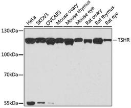 Western blot - TSHR antibody (A6781)