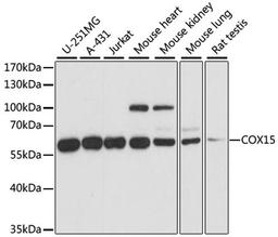 Western blot - COX15 antibody (A14665)