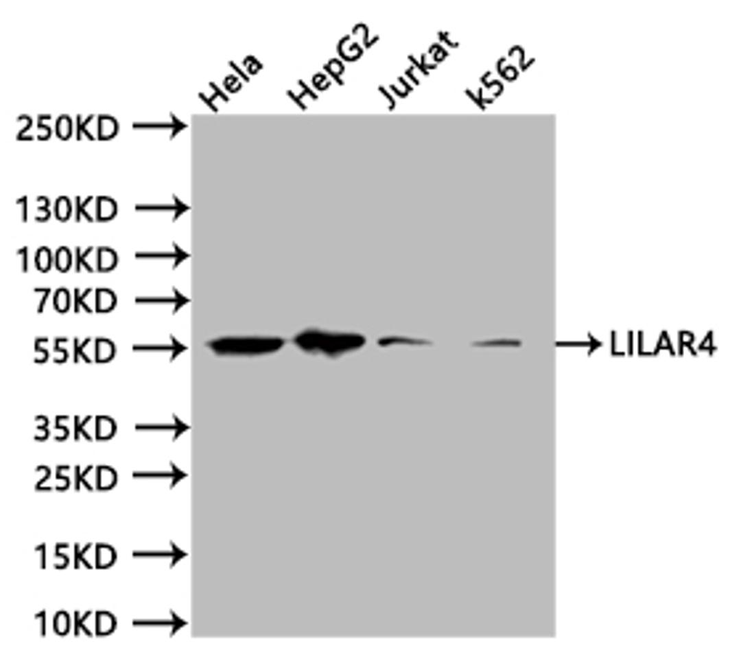 Western BlotPositive WB detected in:Hela whole cell lysate (20µg), HpeG2 whole cell lysate (20µg), Jurkat whole cell lysate (20µg), K562 whole cell lysate (20µg)All lanes: LILRA4 antibody at 1:1000SecondaryGoat polyclonal to human IgG at 1/40000 dilutionPredicted band size:55.18, 47.81 kDaObserved band size:50 kDaExposure time:20s