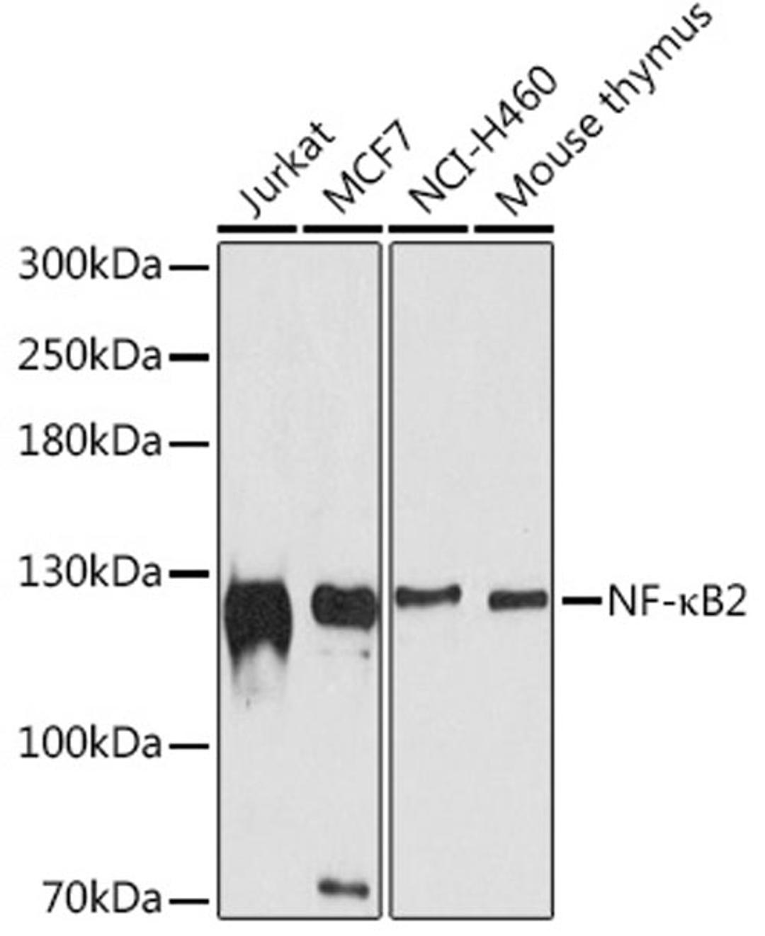 Western blot - NF-?B2 antibody (A11163)