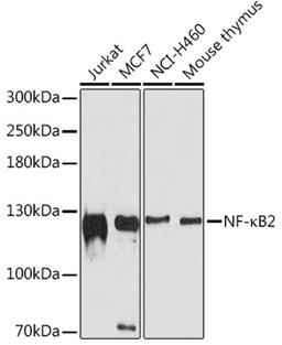 Western blot - NF-?B2 antibody (A11163)