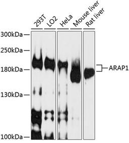 Western blot - ARAP1 antibody (A10466)