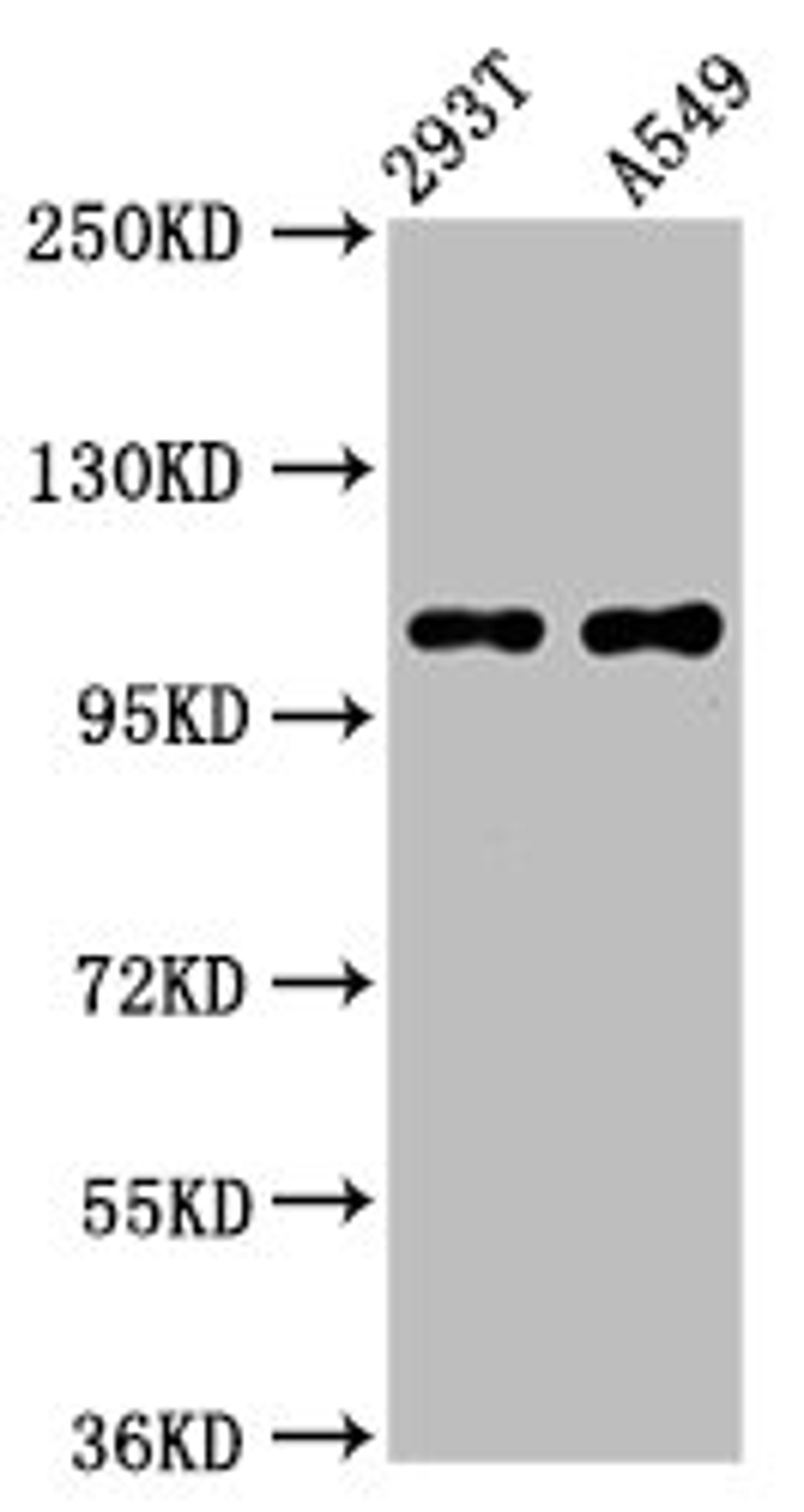 Western Blot. Positive WB detected in: 293T whole cell lysate, A549 whole cell lysate. All lanes: ICE2 antibody at 4.1µg/ml. Secondary. Goat polyclonal to rabbit IgG at 1/50000 dilution. Predicted band size: 111, 9 kDa. Observed band size: 111 kDa