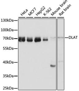 Western blot - DLAT antibody (A14530)