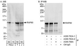 Detection of human RAP80 by western blot and immunoprecipitation.