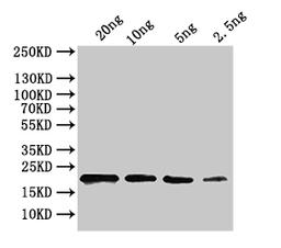 Western Blot. Positive WB detected in: recombinant protein. All lanes:ihfA Antibody at 1:1000. Secondary. Goat polyclonal to rabbit IgG at 1/50000 dilution. Predicted band size: 18kDa. Observed band size: 22 kDa. 