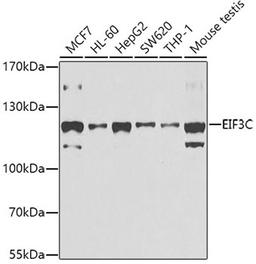 Western blot - EIF3C antibody (A7022)