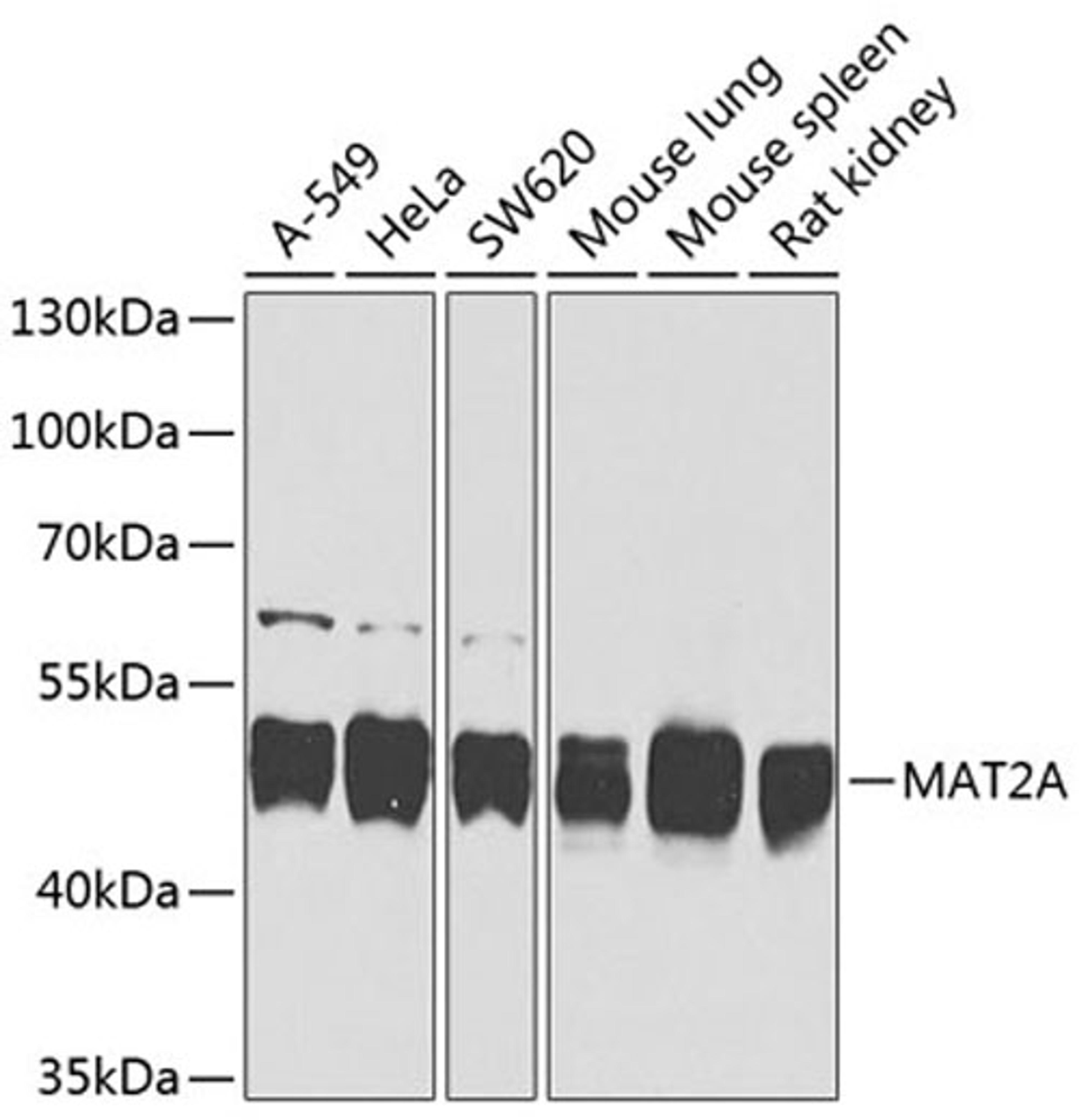 Western blot - MAT2A antibody (A8436)