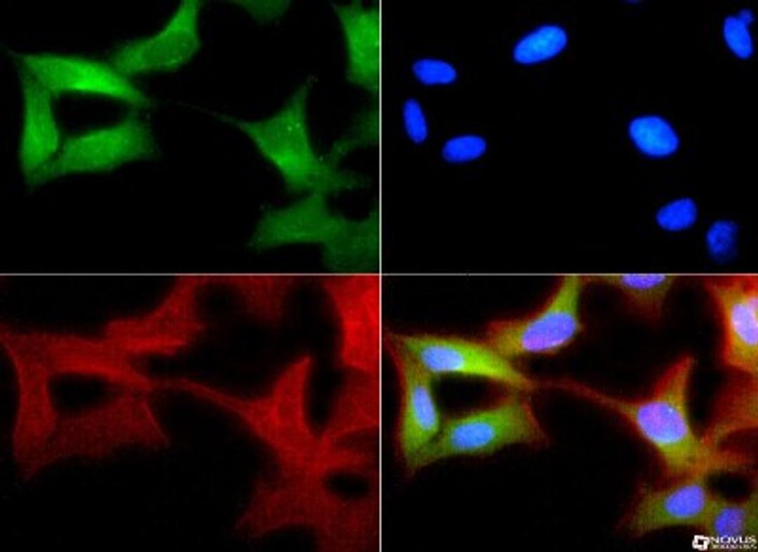 Immunocytochemistry/Immunofluorescence: XBP1 Antibody [NBP1-77681] - XBP1 antibody was tested in HeLa cells with FITC (green). Nuclei and actin were counterstained with Dapi (blue) and Phalloidin (red).