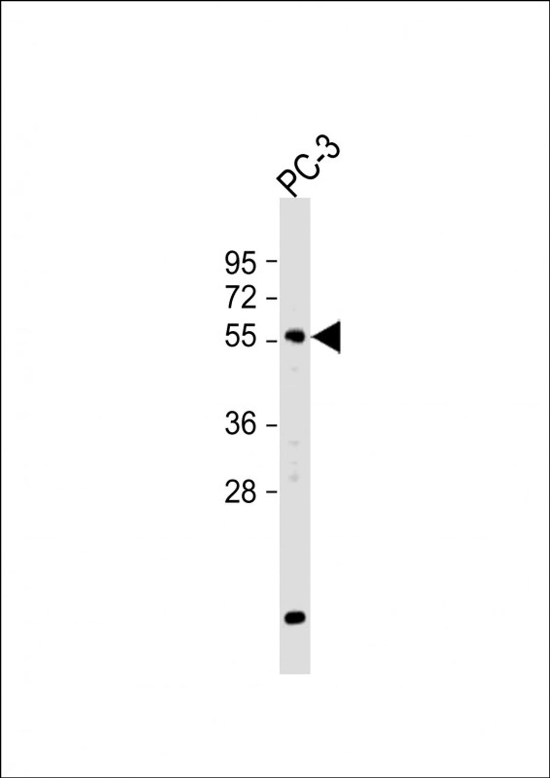 Western Blot at 1:500 dilution + PC-3 whole cell lysate Lysates/proteins at 20 ug per lane.