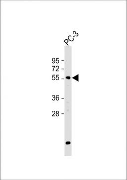 Western Blot at 1:500 dilution + PC-3 whole cell lysate Lysates/proteins at 20 ug per lane.