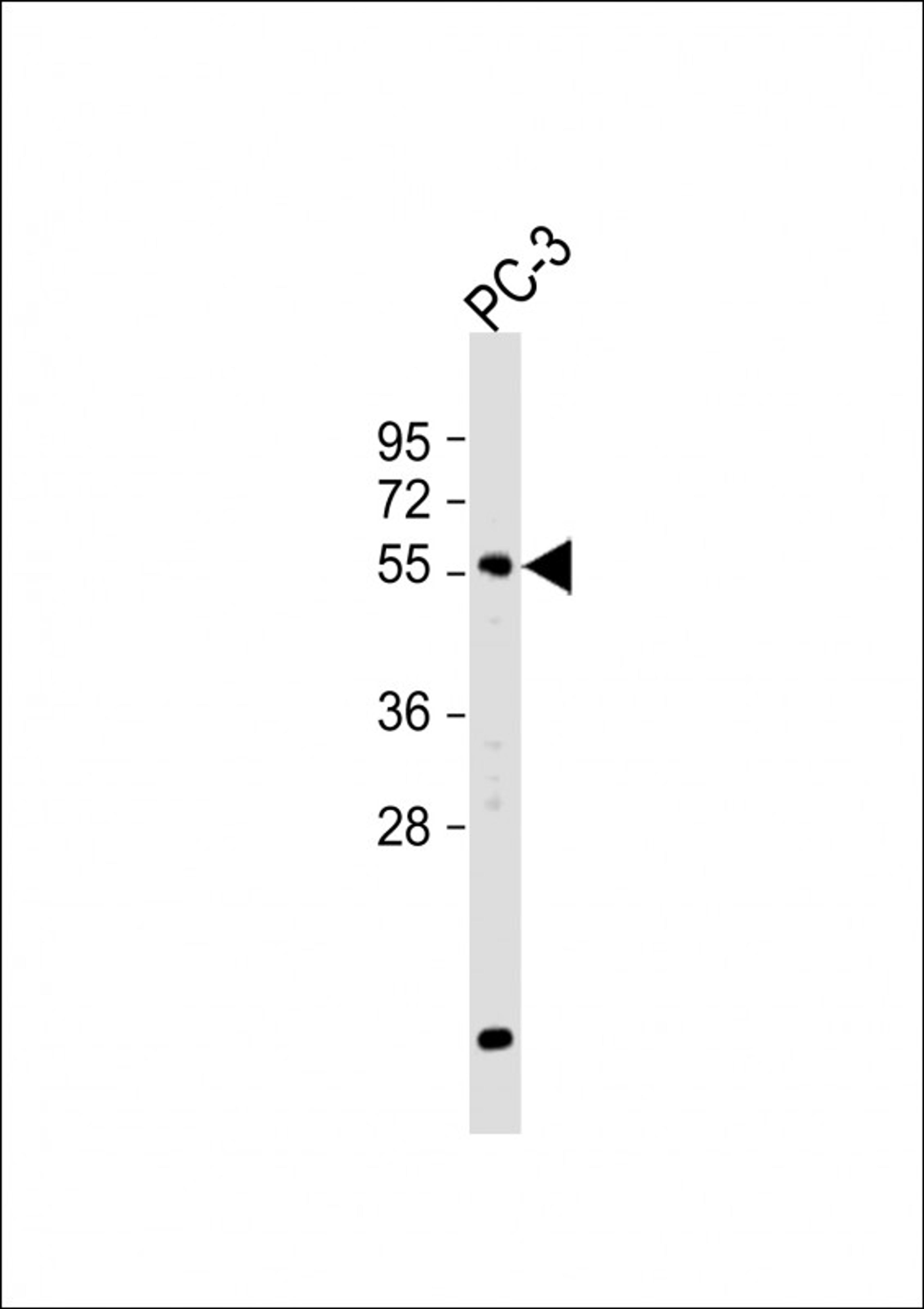 Western Blot at 1:500 dilution + PC-3 whole cell lysate Lysates/proteins at 20 ug per lane.