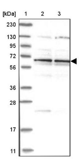 Western Blot: Zinc finger protein 324B Antibody [NBP1-92614] - Lane 1: Marker [kDa] 230, 130, 95, 72, 56, 36, 28, 17, 11<br/>Lane 2: Human cell line RT-4<br/>Lane 3: Human cell line U-251MG sp