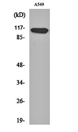 Western blot analysis of A549 cell lysates using Liprin beta 1 antibody