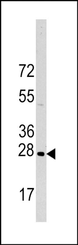 Western blot analysis of HSPB1 Antibody (S83) in Hela cell line lysates (35ug/lane)