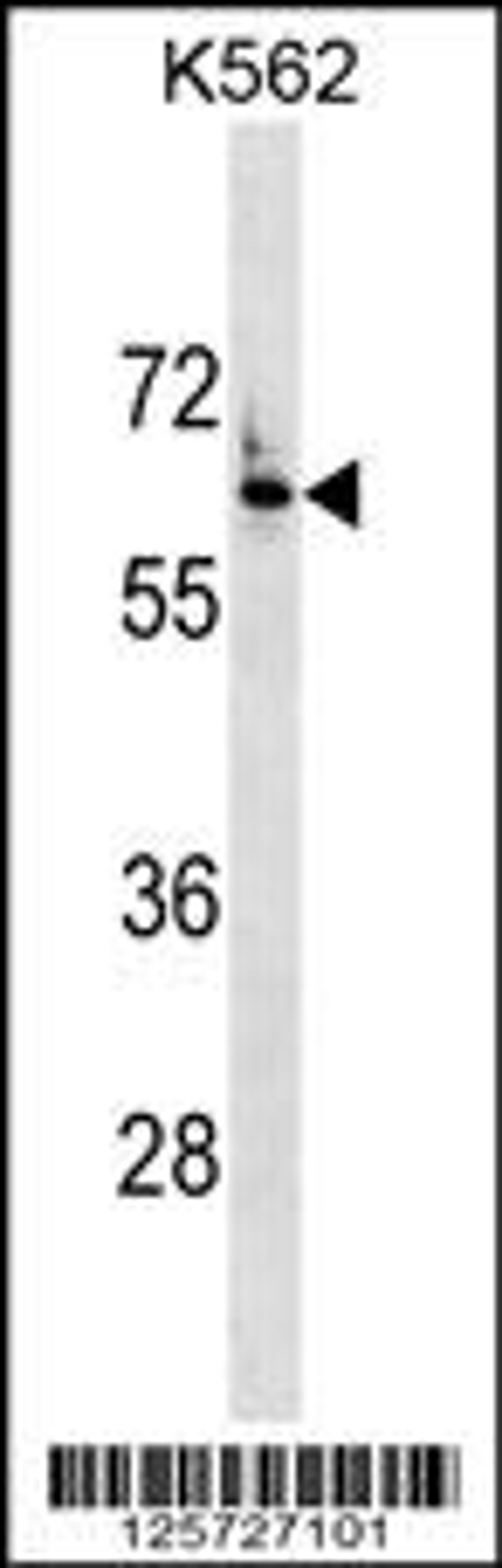 Western blot analysis in K562 cell line lysates (35ug/lane).