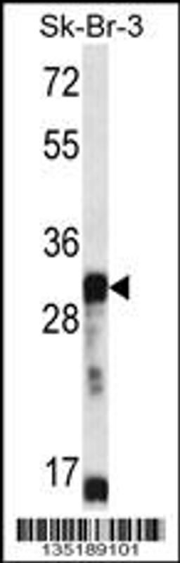 Western blot analysis in SK-BR-3 cell line lysates (35ug/lane).