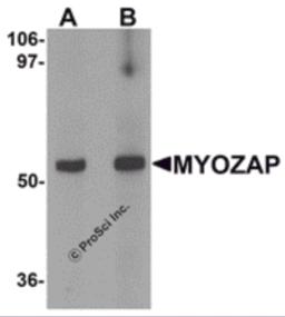 Western blot analysis of MYOZAP in rat kidney tissue lysate with MYOZAP antibody at (A) 1 and (B) 2 &#956;g/mL.