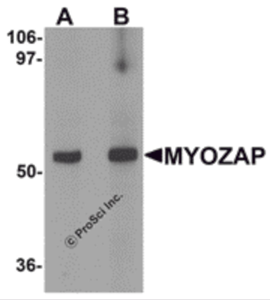 Western blot analysis of MYOZAP in rat kidney tissue lysate with MYOZAP antibody at (A) 1 and (B) 2 μg/mL.
