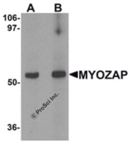 Western blot analysis of MYOZAP in rat kidney tissue lysate with MYOZAP antibody at (A) 1 and (B) 2 μg/mL.