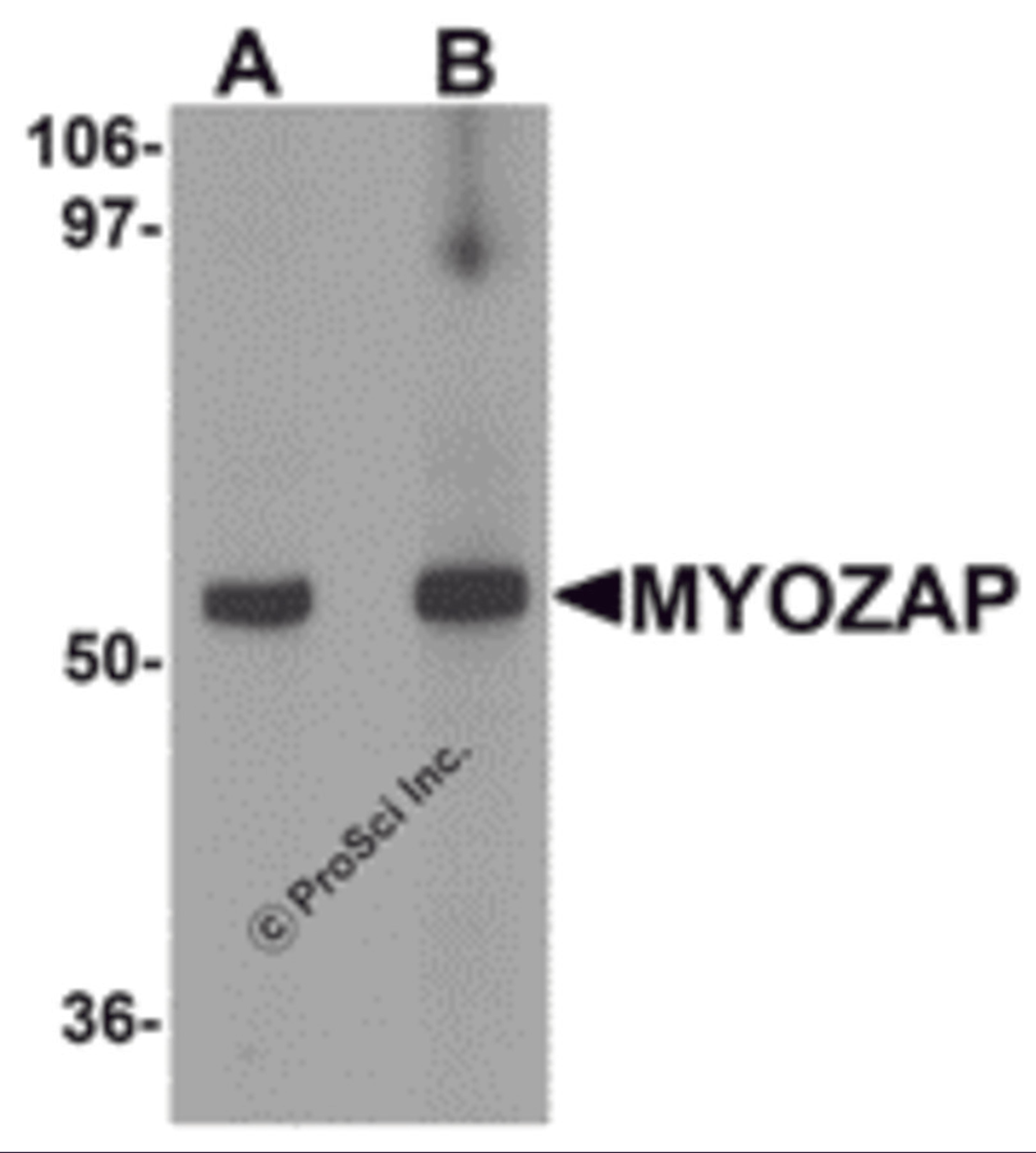 Western blot analysis of MYOZAP in rat kidney tissue lysate with MYOZAP antibody at (A) 1 and (B) 2 μg/mL.