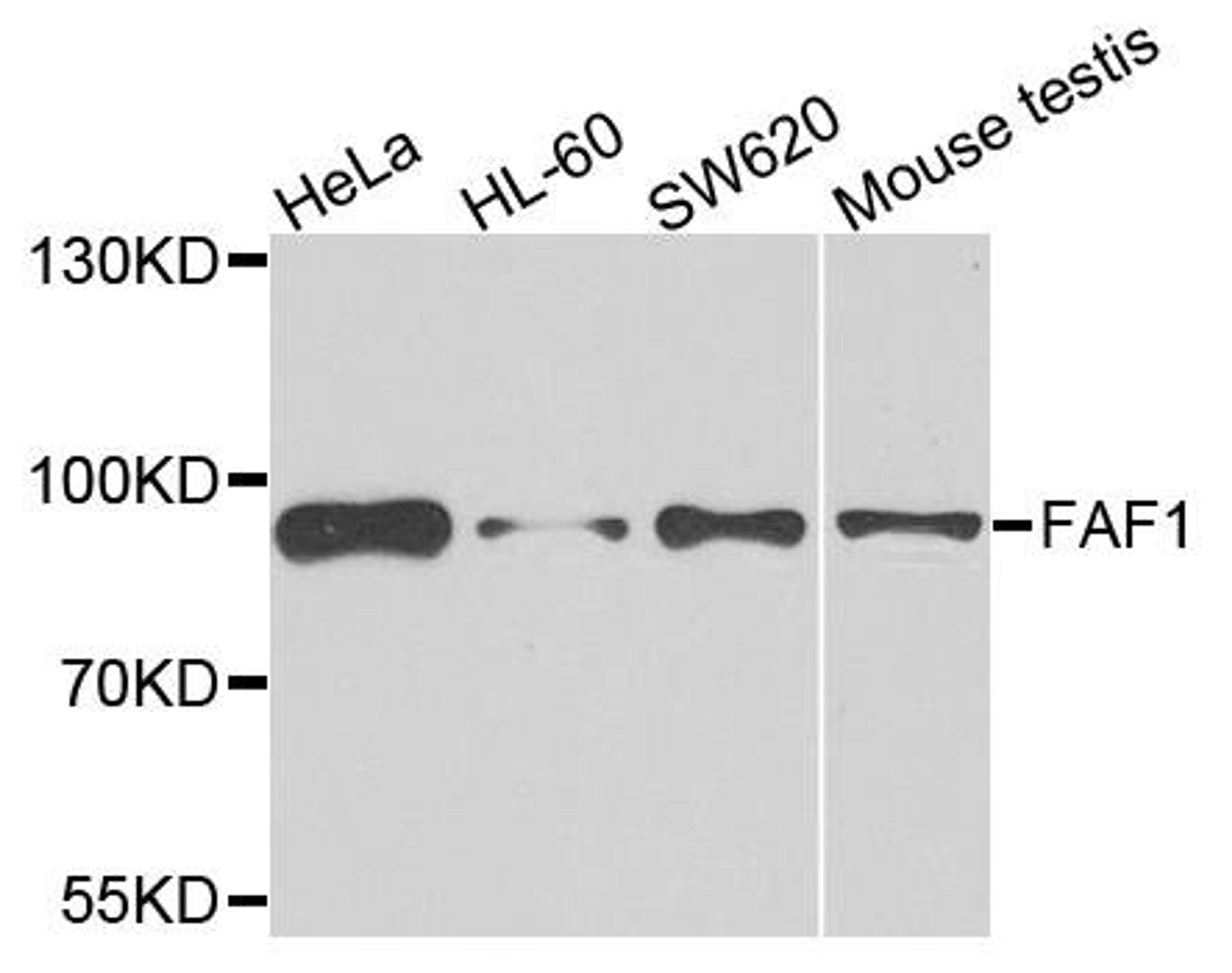 Western blot analysis of extracts of various cells using FAF1 antibody