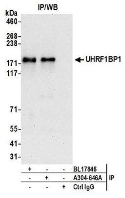 Detection of human UHRF1BP1 by western blot of immunoprecipitates.