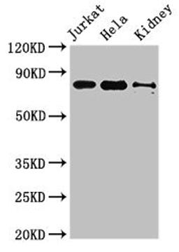 Western Blot. Positive WB detected in: Jurkat whole cell lysate, Hela whole cell lysate, Mouse kidney tissue. All lanes: NOA1 antibody at 3.4µg/ml. Secondary. Goat polyclonal to rabbit IgG at 1/50000 dilution. Predicted band size: 79 kDa. Observed band size: 79 kDa