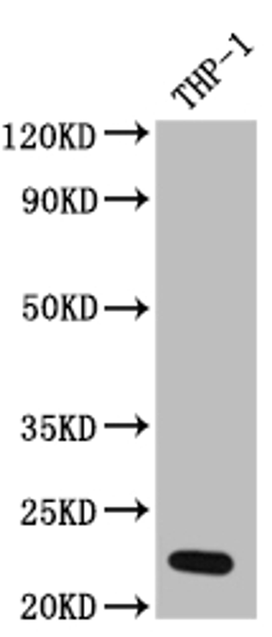 Western Blot. Positive WB detected in: THP-1 whole cell lysate. All lanes: IL23 antibody at 1:1000. Secondary. Goat polyclonal to rabbit IgG at 1/50000 dilution. Predicted band size: 21 kDa. Observed band size: 21 kDa. 