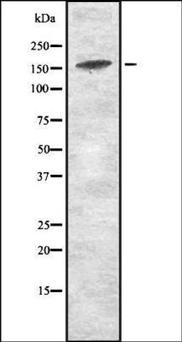 Western blot analysis of HEK293 cells using JAD1D antibody