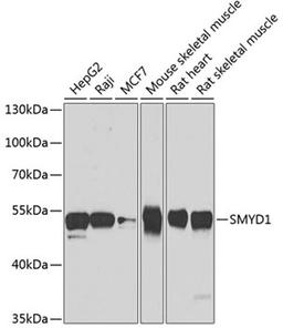 Western blot - SMYD1 antibody (A7308)