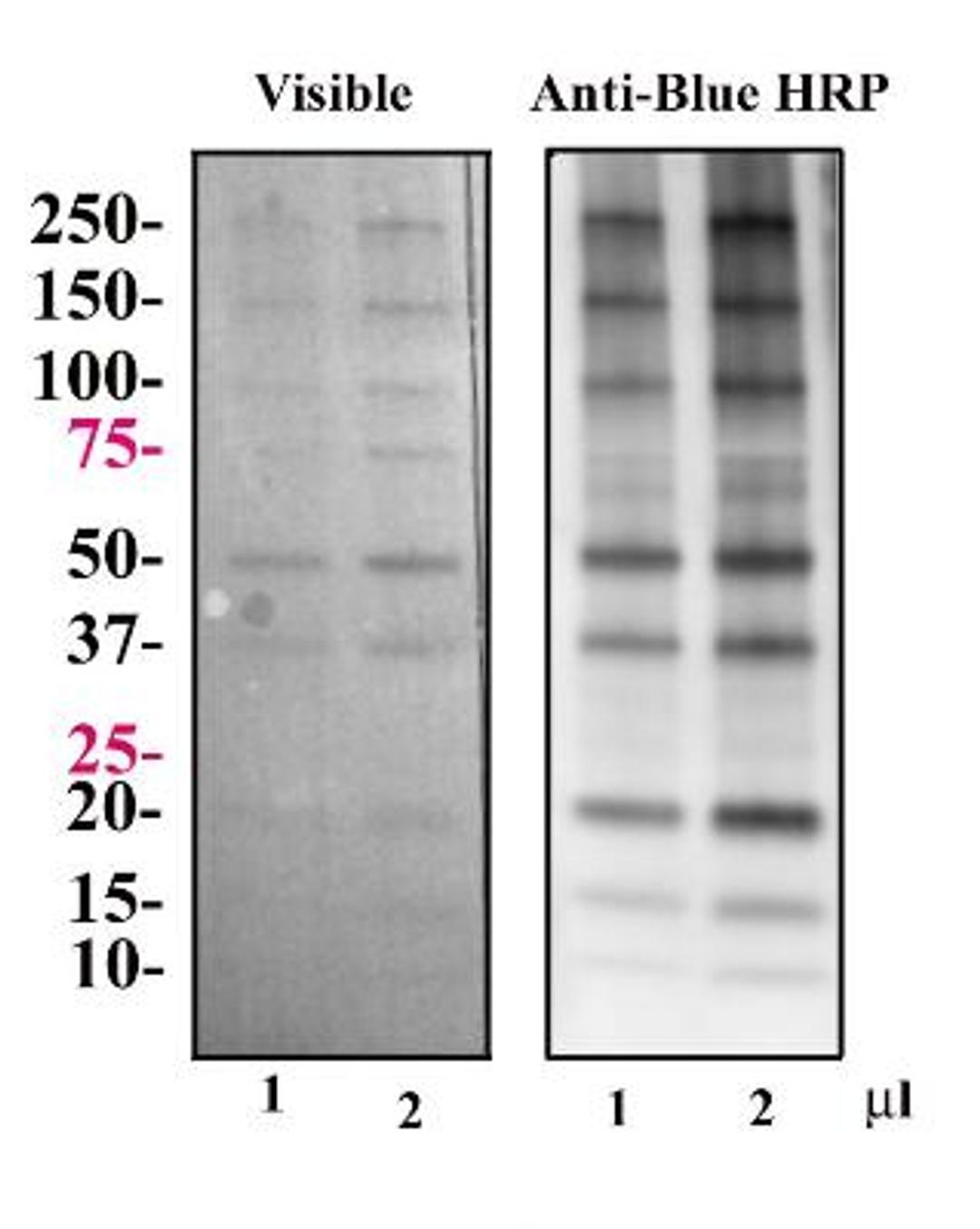 Western Blot: Blue Marker Antibody (6F4-F6) [HRP] [NBP2-33376H] - Precision Plus Dual Color molecular weight markers (1 and 2 ul) were separated by SDS-PAGE on a 4-14% gel and transferred to PVDF membrane. The membrane was incubated with HRP conjugated Blue Marker Antibody at 1 ug/ml for 30 min. After washing, the membrane was exposed to ECL and the blue markers detected with a 5 second exposure.