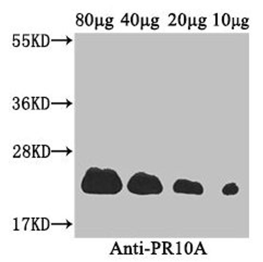 Western Blot. Positive WB detected in: Coptis japonica (80µg, 40µg, 20µg, 10µg). All lanes: PR10A antibody at 3.4µg/ml. Secondary. Goat polyclonal to rabbit IgG at 1/50000 dilution. Predicted band size: 23 kDa. Observed band size: 23 kDa