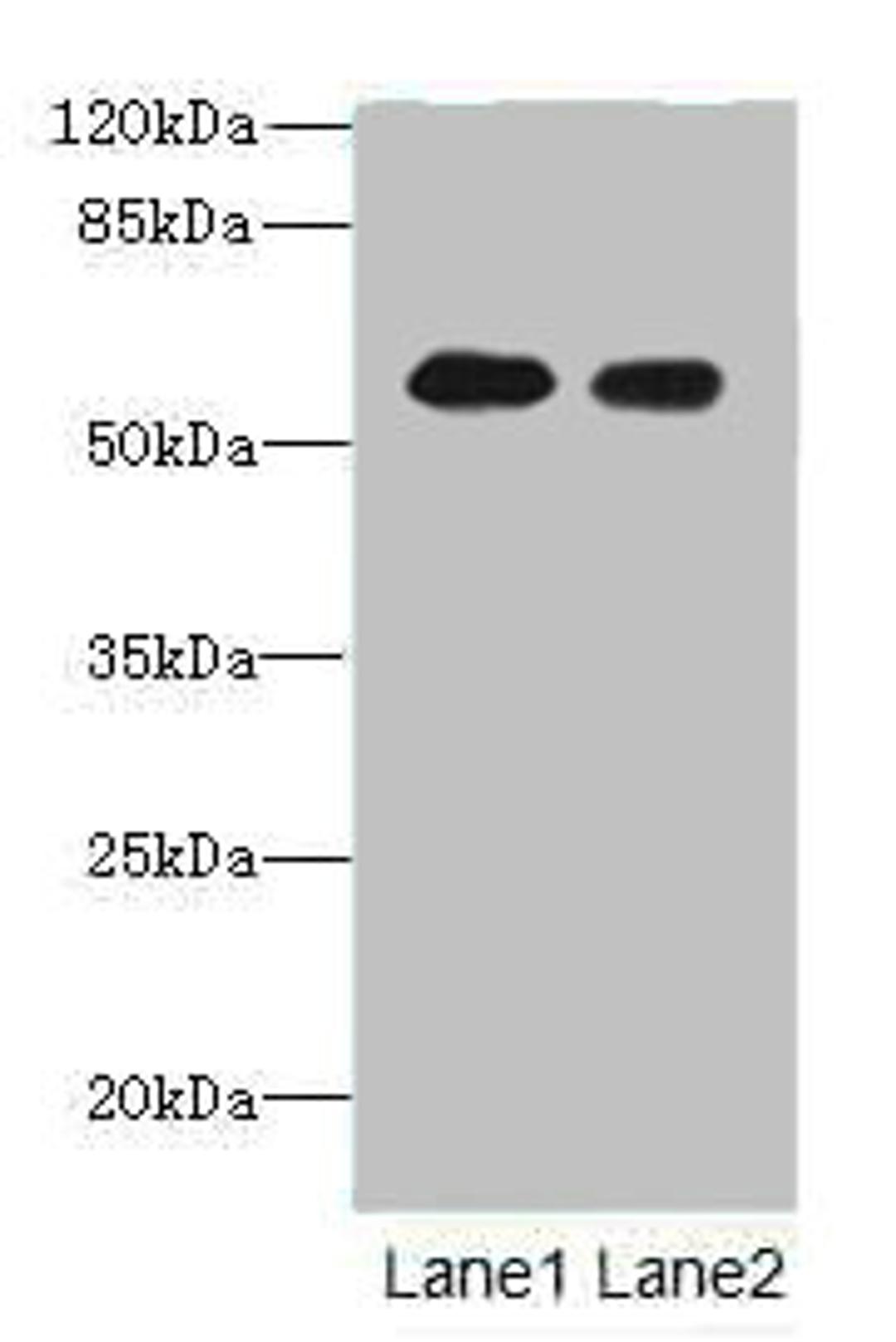 Western blot. All lanes: Tektin-5 antibody at 16ug/ml. Lane 1: NIH/3T3 whole cell lysate. Lane 2: HepG2 whole cell lysate. Secondary. Goat polyclonal to rabbit IgG at 1/10000 dilution. Predicted band size: 56 kDa. Observed band size: 56 kDa. 