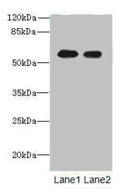 Western blot. All lanes: Tektin-5 antibody at 16ug/ml. Lane 1: NIH/3T3 whole cell lysate. Lane 2: HepG2 whole cell lysate. Secondary. Goat polyclonal to rabbit IgG at 1/10000 dilution. Predicted band size: 56 kDa. Observed band size: 56 kDa. 