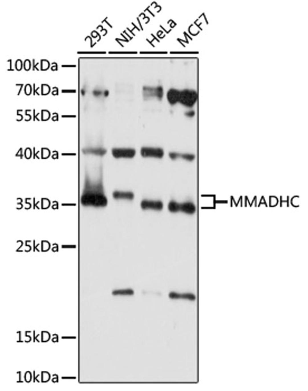 Western blot - MMADHC antibody (A15820)