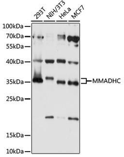 Western blot - MMADHC antibody (A15820)