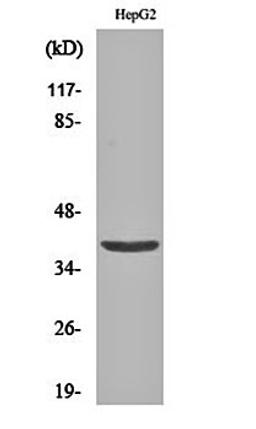 Western blot analysis of HepG2 cell lysates using Fliz1 antibody