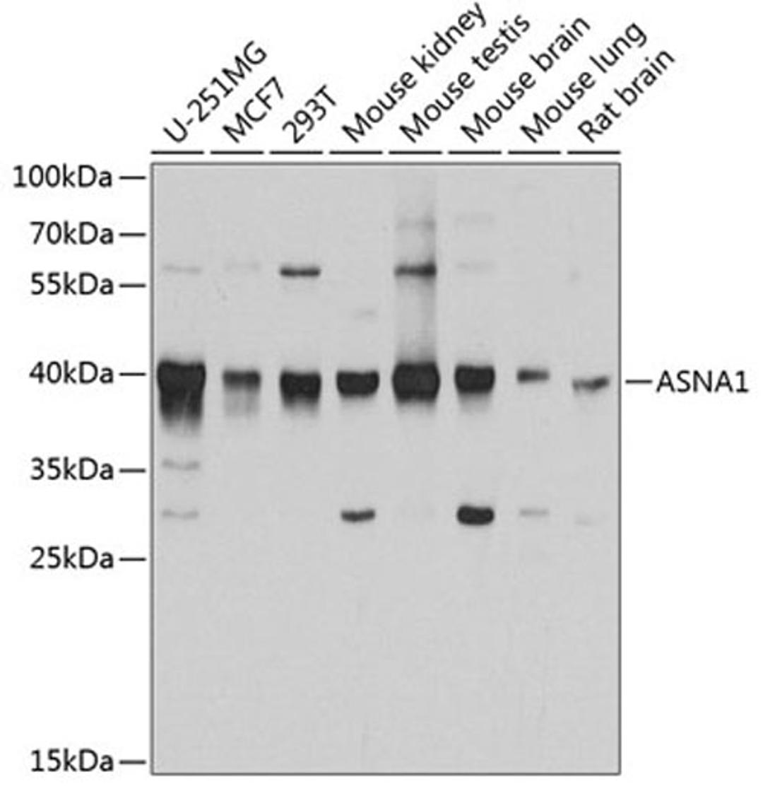 Western blot - ASNA1 antibody (A3746)