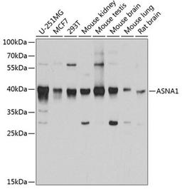 Western blot - ASNA1 antibody (A3746)