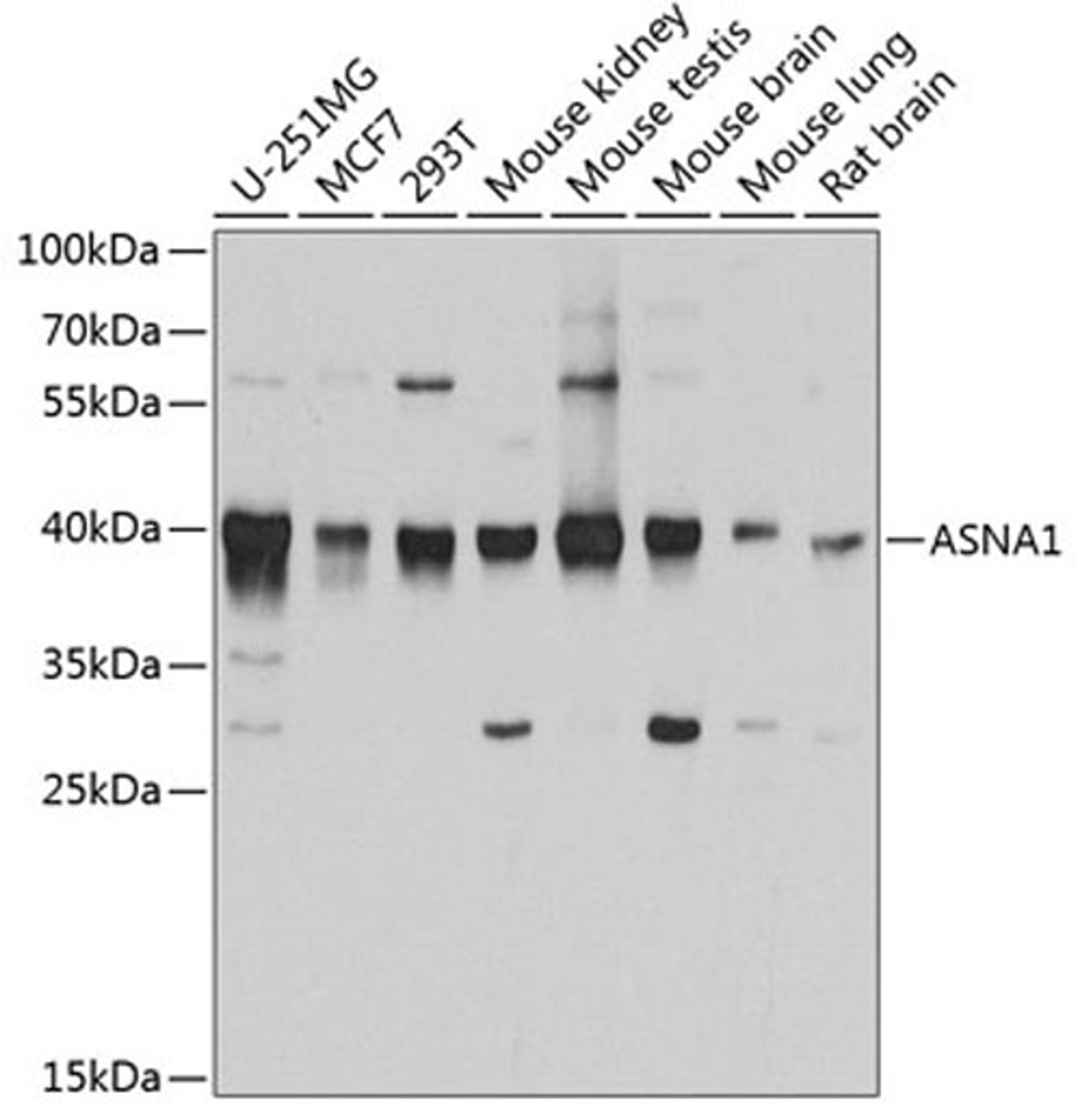 Western blot - ASNA1 antibody (A3746)