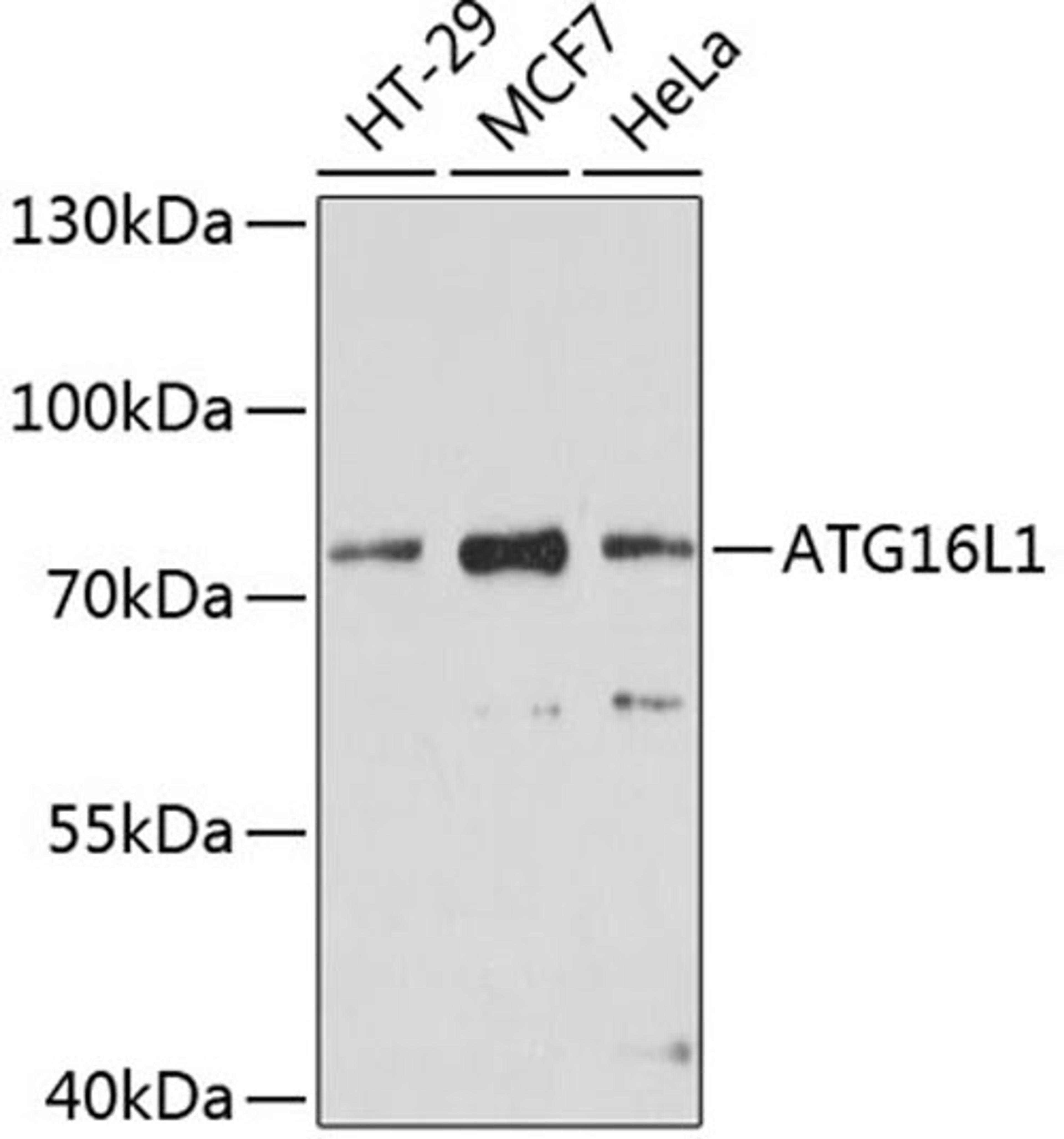 Western blot - ATG16L1 antibody (A11969)