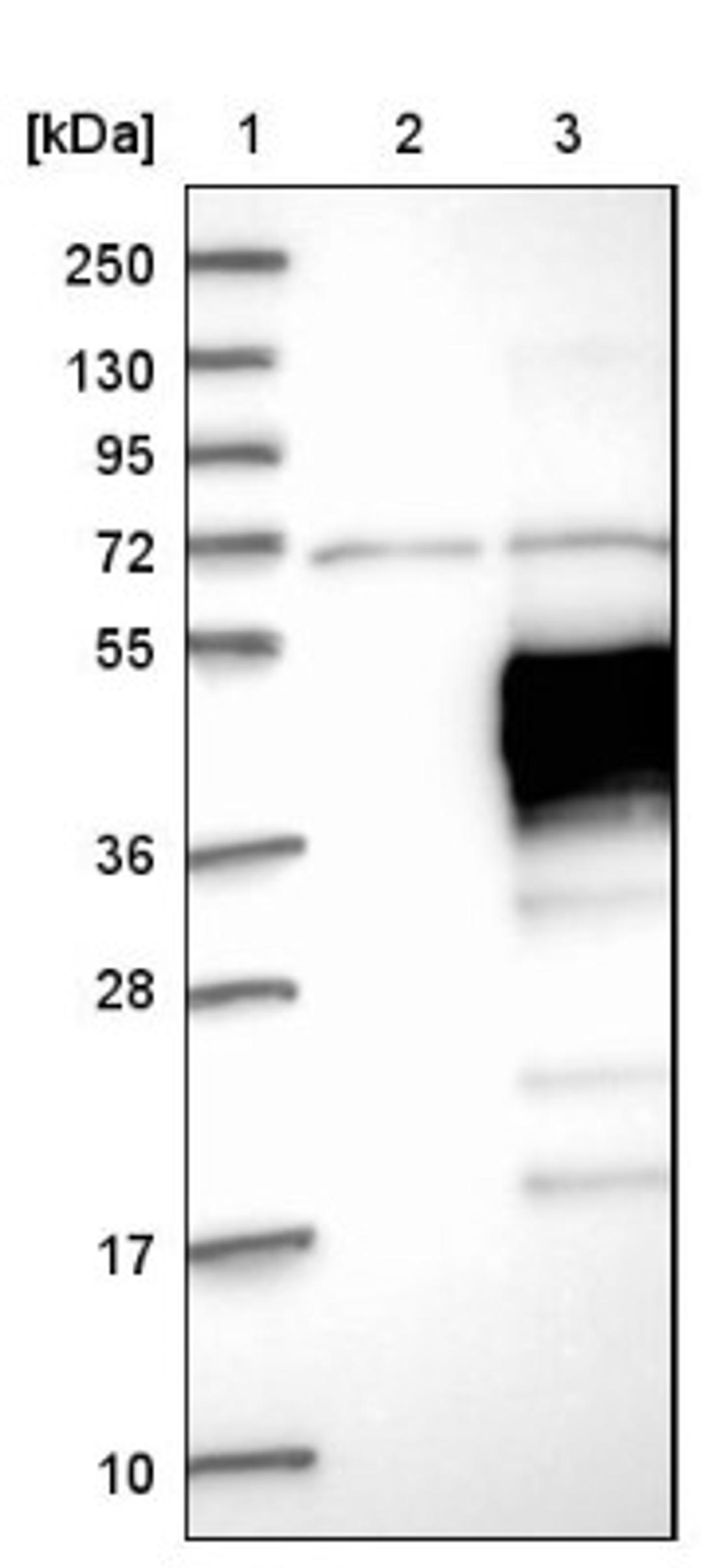 Western Blot: LAIR1 Antibody [NBP1-84590] - Lane 1: Marker [kDa] 250, 130, 95, 72, 55, 36, 28, 17, 10<br/>Lane 2: Negative control (vector only transfected HEK293T lysate)<br/>Lane 3: Over-expression lysate (Co-expressed with a C-terminal myc-DDK tag (~3.1 kDa) in mammalian HEK293T cells, LY419415)