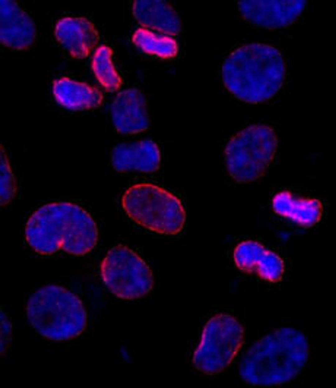 Detection of human NUP153 by immunocytochemistry.