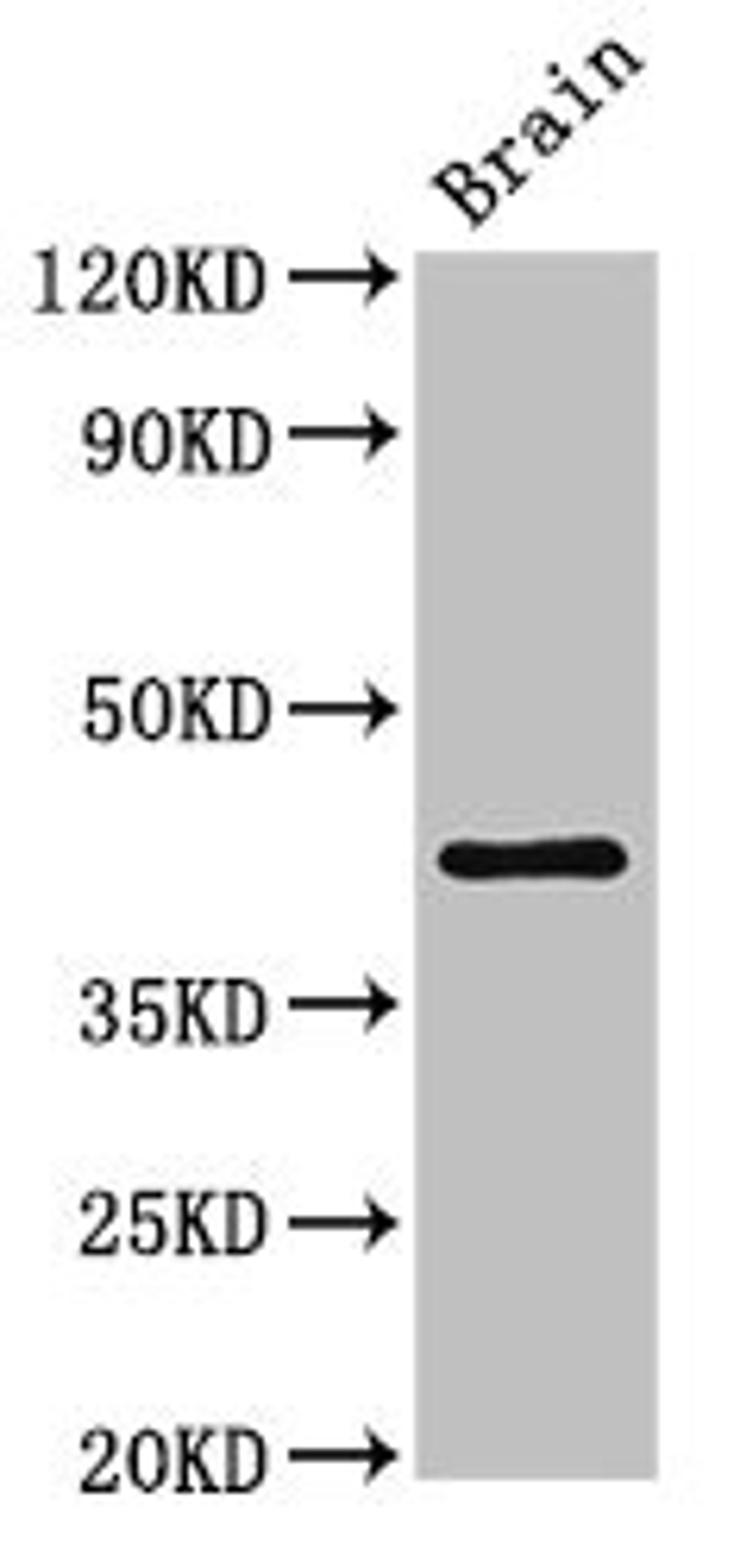 Western Blot. Positive WB detected in: Mouse brain tissue. All lanes: IGHD antibody at 3ug/ml. Secondary. Goat polyclonal to rabbit IgG at 1/50000 dilution. Predicted band size: 43, 38 kDa. Observed band size: 43 kDa. 